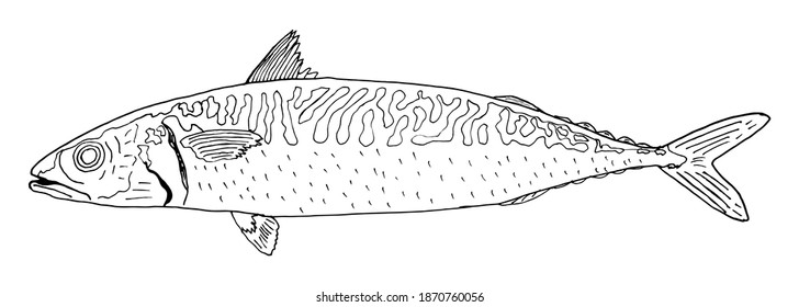 Pescado de caballa dibujado a mano, contorno. Aislado sobre fondo blanco. Ilustración vectorial.
