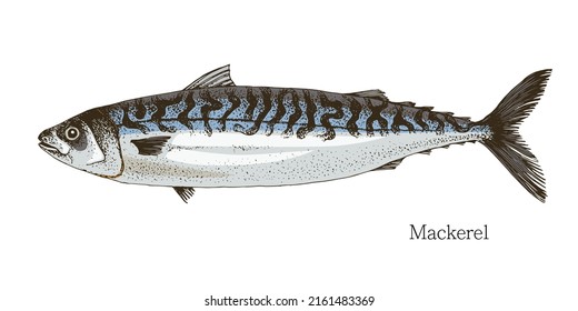 Mackerel fish hand drawn realistic illustration