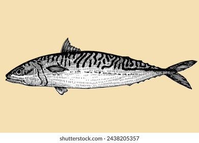Mackerel. Fish hand drawn sketch, vector illustration 