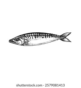 Mackerel fish. A hand-drawn vector graphic illustration. Black and white image of seafood. Separate from the background. Perfect for menus, recipe books, packages, labels, invitations, and more.