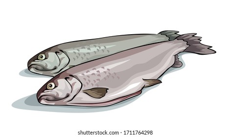 Mackerel fish on white background. Vector illustration 