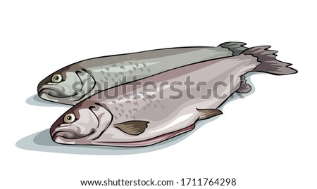 Mackerel fish on white background. Vector illustration 