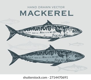 Mackerel fish, seafood, vector sketch illustration, hand drawn