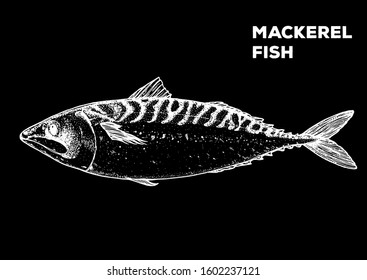 Mackerel fish sketch. Hand drawn vector illustration. Seafood design element for packaging. Engraved style illustration. Can used for packaging design. Mackerel fish label.