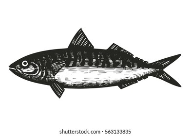 Mackerel fish sketch. vector illustration