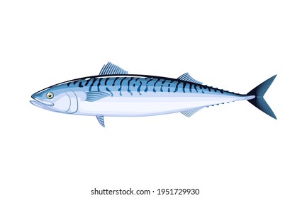 Mackerel fish. Vector illustration cartoon flat icon isolated on white background.