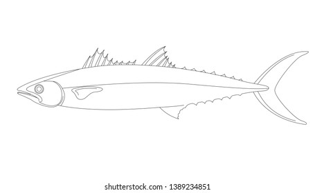 mackerel fish. vector illustration, lining draw, profile side