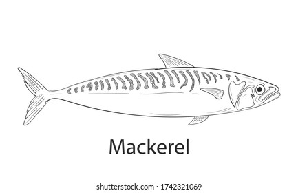 Mackerel fishing dodle logo. Mackerel fish doodle restaurant menu emblem. Fishing theme illustration. Isolated on white.