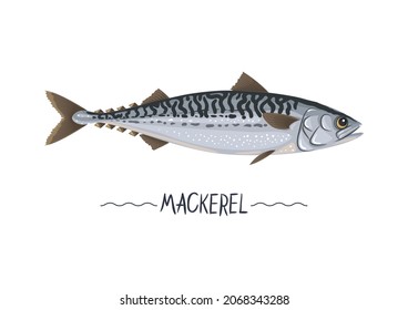 Mackerel fresh raw cartoon vector icon, sign, simbol. Scomber vector illustration, object, design element for package, label, menu. Isolated on white