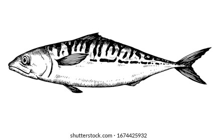 Mackerel. Hand drawn fish scomber isolated on white. Vector illustration.