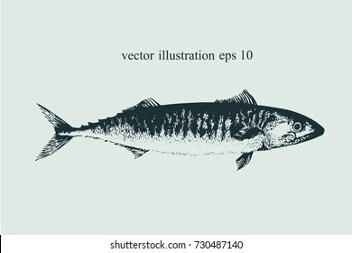Mackerel. Hand drawn vintage vector illustration. Fish silhouette