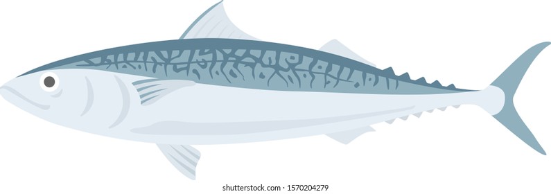 
mackerel Illustration.
Illustration of fish.