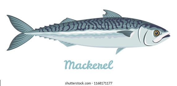 Mackerel isolated on white background. Vector illustration of fresh fish in a simple flat style.