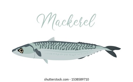Mackerel isolated on white background. Vector illustration of fresh fish in a simple flat style.