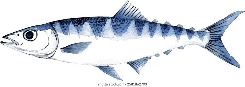 Mackerel isolated on white background, watercolor illustration vector 