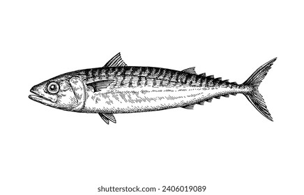 Mackerel. Sea fish illustration. Hand drawn ink sketch isolated on white background. Retro style.