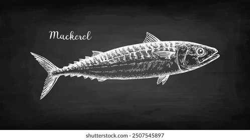 Mackerel. Sea fish illustration. Sketch with chalk on blackboard background.