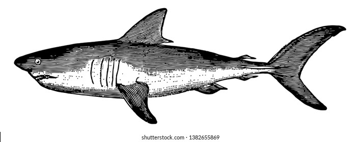 Great White Shark Hand Drawing Vintage Stock Vector (Royalty Free ...