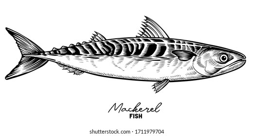 Mackerel sketch vector. Vintage hand drawn fish in engraved style.