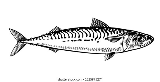 Mackerel sketch vector. Vintage hand drawn fish in engraved style.



