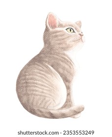 Mackerel tabby cat profile drawn by watercolor Illustration