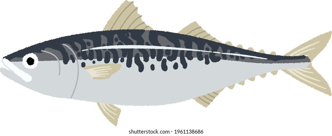 Mackerel vector have dark blue and gray color.