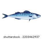 Mackerel vector illustration. Cartoon isolated fresh raw saury or scomber fish, sea or ocean underwater animal and fishing industry product, mackerel fish for mediterranean diet and healthy nutrition