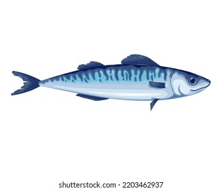 Mackerel vector illustration. Cartoon isolated fresh raw saury or scomber fish, sea or ocean underwater animal and fishing industry product, mackerel fish for mediterranean diet and healthy nutrition