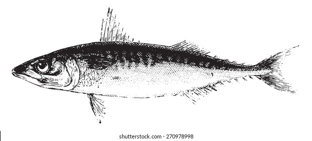 Mackerel, vintage engraved illustration. Natural History of Animals, 1880.
