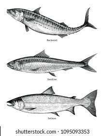 Mackerel,Sardine,Salmon fishes hand drawing vintage engraving illustration