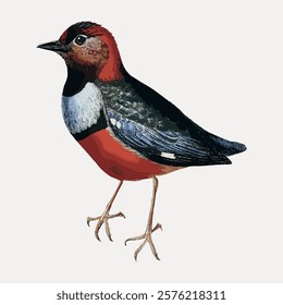 Macklot's pitta bird sticker, vector bird animal element. Vintage isolated bird animal art drawing illustration, old painting art print vector. Vintage animal illustration.