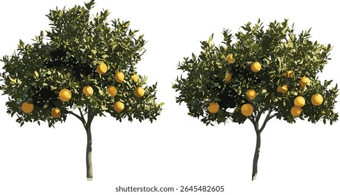 Conjunto de árvores Maclura pomifera, frontal isolada, feixe de folhagem laranja Osage, ilustração vetorial realista, referência de planta paisagística, coleção de clipart botânico.
