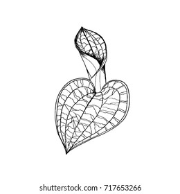 Macodes petola orchids leaves by hand drawing. Liner vector illustration on white background.