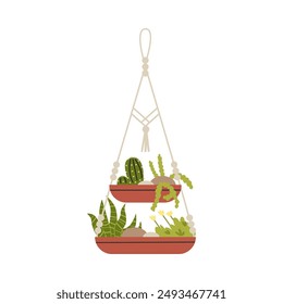 Macrame hangers for plants growing in pots. Houseplant hang on knitted rope, decorative indoor plants. Succulent flower, cactus Macrame decoration. Vector flat illustration isolated on white