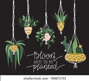 Macrame plant hangers in scandinavian interior. Vector stylish elements design. Card with lettering - 'Bloom where is you are planted'