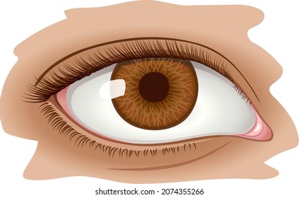 Macro brown eyes up close - Vector image of beautiful eye, healthy and clear