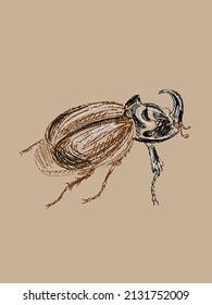 Macro closeup rhinoceros beetle hand drawn in vector and isolated on a vintage craft background. Imitation of a pencil color sketch in a realistic style, a page from a entomological sketchbook.