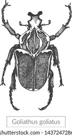 Macro detailed drawn insect. Goliathus beetle in its full length. Realistic entomological high quality illustration. Sketched drawn artistic image