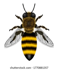 Macro drawing of a bee with transparent wings isolated on white. Vector illustration