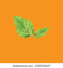 makro-grünes Blatt einzeln auf orangefarbenem Hintergrund (Hyptis capitata). Makro, Vektorgrafik. 