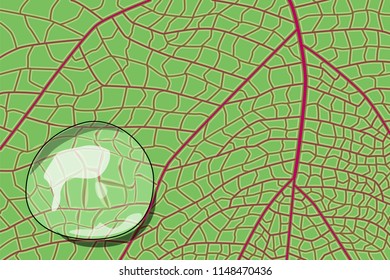 Macro green and red leaf with water drop, vector illustration