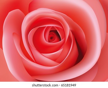 Macro image of dark pink rose. Vector illustration.