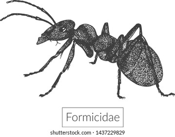 Macro image of detailed hand drawn ant. illustration of Formicidae isolated on white. Entomological sketched drawn image