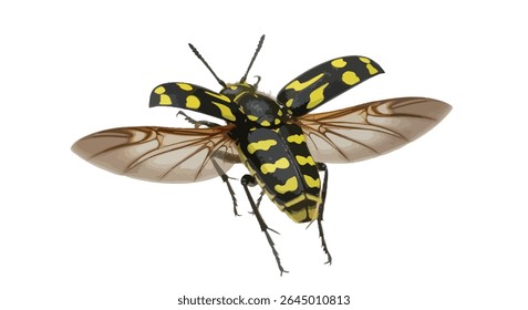 Macro Photo of a Flying Wasp Beetle (Clytus Arietis) With Yellow-Black Wasp Mimic Pattern