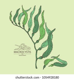 Macrocystis: macrocystis seaweed, leaves. Brown algae. Edible seaweed. Vector hand drawn illustration.