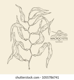 Macrocystis: macrocystis seaweed, leaves. Brown algae. Edible seaweed. Vector hand drawn illustration.