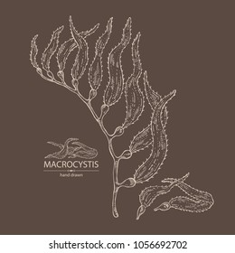 Macrocystis: macrocystis seaweed, leaves. Brown algae. Edible seaweed. Vector hand drawn illustration.