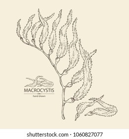 macrocystis drawing