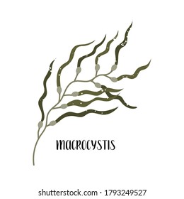 Macrocystis. Set of edible seaweeds. Brown algae or Phaeophyceae. Sea vegetables. Vector flat illustration, isolated on white