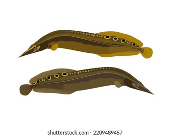 Makrognathus auf weißem Hintergrund.